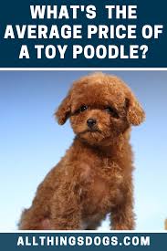 Toy Poodle Price In 2020 Toy Poodle Puppies Toy Poodle Price Toy Poodle