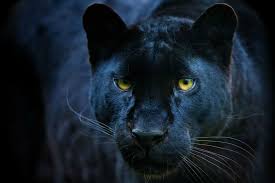 Get dressed for the fight against injustice today. Rare African Black Leopard Spotted In Kenya World Report Us News