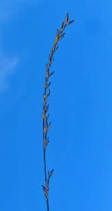 Image result for Festuca africana