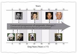 The movie easily could have been horrible but just becomes painfully average. Old Dogs New Research And The Secrets Of Aging The New York Times