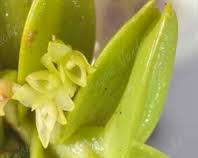 Image result for Angraecopsis parviflora