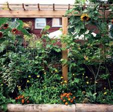 Backyard chickens, sometimes called urban chickens, are fowl breeds that are raised in a typical backyard. Raising Chickens In The City