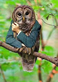 Birds With Human Arms Video Wise Owl Photoshopped Animals Animal Mashups Weird Animals