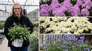 Check spelling or type a new query. New Proven Winners Perennials For 2021 Walters Gardens Inc