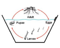 Dengue treatments include basics such. Here S How To Prevent And Cure Dengue Fever Natural Treatment
