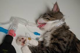 Not only are cats problematic to monitor under anesthesia, but their small size cardiac output is determined by a combination of the heart rate and stroke volume. Anesthesia For Cats And Dogs What You Can Expect Msah Metairie Small Animal Hospital New Orleans La