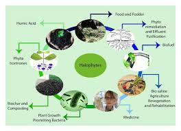 Image result for Halopyrum mucronatum