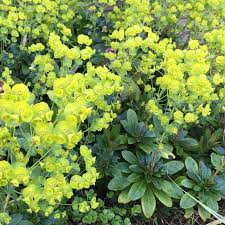 Image result for Euphorbia lividiflora