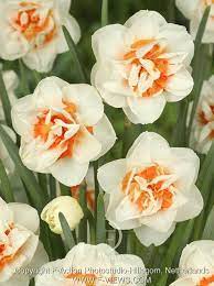 Flower Parade Daffodil Narzissen