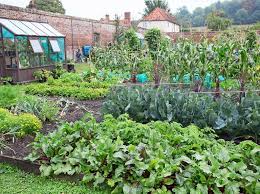 There can be real discordance in the vegetable garden. How To Make A Vegetable Patch Bbc Gardeners World Magazine