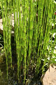 Image result for Hydrothauma manicatum