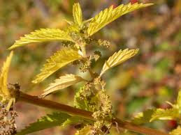 Image result for Urtica