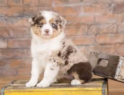 Train your australian shepherd to be exceptionally behaved using our #1 rated guide! View Ad Australian Shepherd Puppy For Sale Near Illinois Roberts Usa Adn 113538