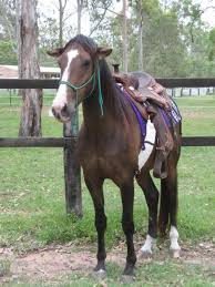 Pin On Horses Beautiful Creatures