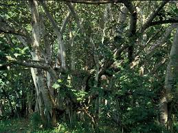 Image result for Ficus trichopoda