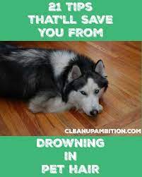 21 Best Ways To Clean Up Pet Hair From Everywhere