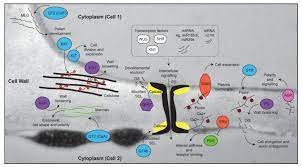 Composition of cell wall varies in different groups. Plants Free Full Text Exploring The Role Of Cell Wall Related Genes And Polysaccharides During Plant Development Html