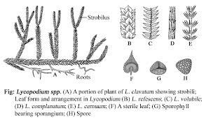 Image result for Lycopodium