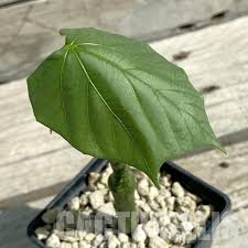 Image result for Adenia