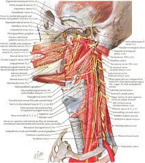 Whiplash associated disorders and neck rehabilitation online course: Diagram Back Of Neck Anatomy Diagram Full Version Hd Quality Anatomy Diagram Ddiagram Arsae It