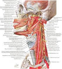 This structure helps to give each of us our unique appearance. The Neck Anatomy Anatomy Drawing Diagram