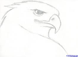 Today i'll show you how to draw a realistic american eagle. How To Draw A Realistic Eagle Golden Eagle Step 3 Pencil Drawings Of Animals Easy Animal Drawings Animal Drawings