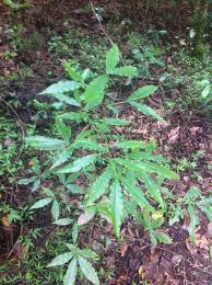 Image result for Ochna holstii