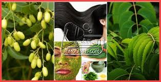 فوائد عشبة النيم