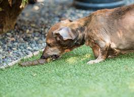 Surprising Reasons Why Dogs Eat Grass Dirt Poop Paw Castle