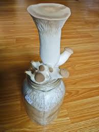 What is a mushroom kit? How Should I Fruit These King Oysters Eryngii In 1 2 Pint Jars Gourmet And Medicinal Mushrooms Shroomery Message Board