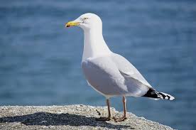 Image result for seagull