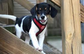 Do not keep him tied to a chain, if you feel he would be safe, let him free. 20 Of The Most Popular Rat Terrier Mixes For You To Bring Home Today K9 Web