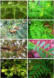 Image result for Phyllanthaceae