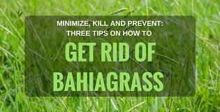 Image result for bahia grass
