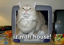 Image result for lolcats