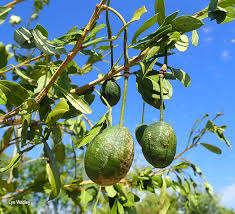 Image result for Maerua