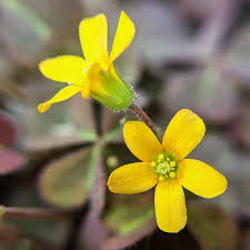 Image result for Oxalis corniculata