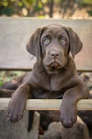 Chocolate Labrador Labrador Retriever Labrador Retriever Funny Labrador Retriever Dog