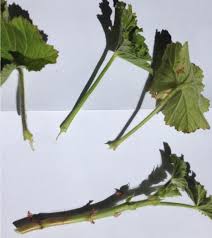 Image result for cuttings of geraniums