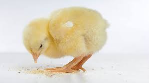 Introduction aspergillosis is frequent, economically important aspergillosis is frequent fungal disease of different avian and mammal species, caused by infection by the fungi of genus aspergillus. The Common Clinical Signs And Pathological Lesions Of Mycotoxicoses In Poultry Biomin Net