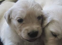 Three European Golden Retriever Pups Still For Sale They Re Two And A Half Weeks Now Let Me Know If You Re Interest Golden Puppies Puppies Golden Retriever