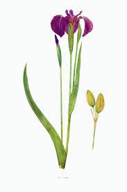 Download Premium Illustration Of Vintage Iris Flower Illustration Template Flower Illustration Iris Flowers Seed Illustration
