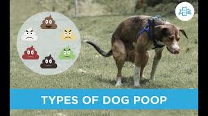 Puppy with soft stool, blood and mucus. My Dog Pooped Blood And Mucus Dog Blood In Stool Jelly Like Youtube