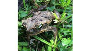 Toxic Dog Killing Toads Invading Florida Yards Here S How To Get Rid Of Them