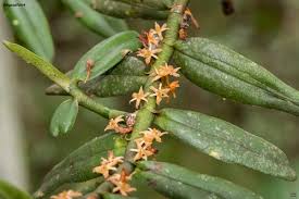 Image result for Tridactyle bicaudata