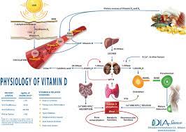 Diasource Free 25oh Vitamin D Elisa 96 Tests