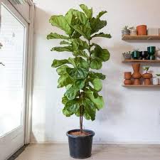 Introducing indoor plants inside your home is a simple yet tricky task. 55 Best Indoor Plants For Living Rooms Top Houseplants