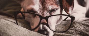 Remove pet hair after each trip. How To Get Dog Hair Out Of Your Car