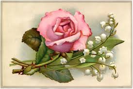 I love how full and droopy this cabbage rose is! 7 Lily Of The Valley Images The Graphics Fairy