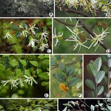 Image result for Aneilema lanceolatum